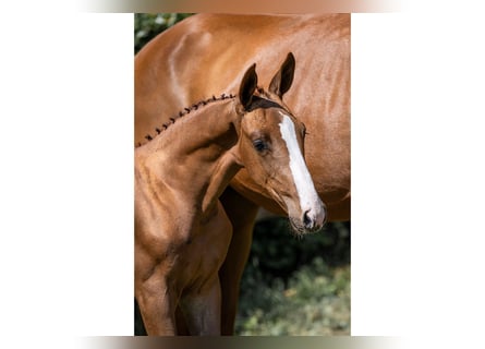 KWPN, Stallion, 