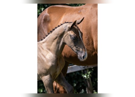 KWPN, Stallion, 