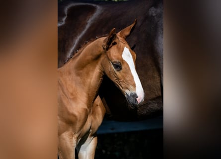 KWPN, Stallion, 
