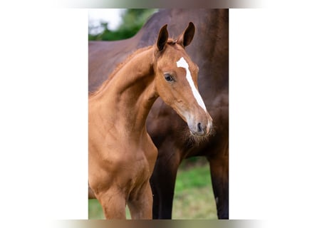 KWPN, Stallion, Foal (05/2025)