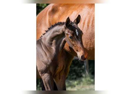 KWPN, Stallion, 