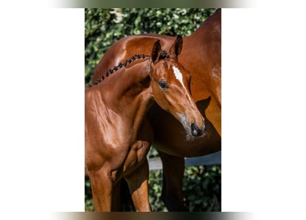 KWPN, Stallion, 