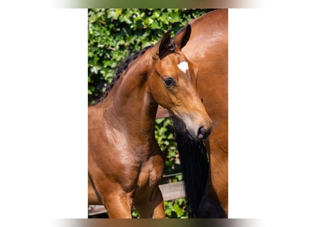 KWPN, Stallion, Foal (04/2025)