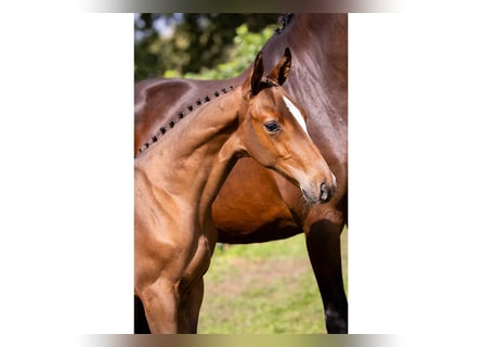 KWPN, Stallion, Foal (07/2025)