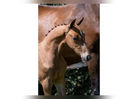 KWPN, Stallion, 