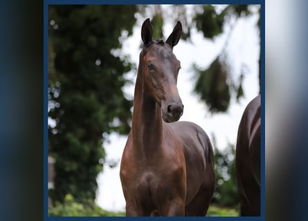 KWPN, Stallion, Foal (04/2024), Smoky-Black