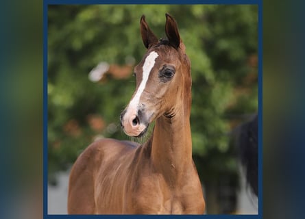 KWPN, Stallion, Foal (06/2024), Smoky-Black