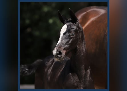 KWPN, Stallion, Foal (01/2024), Smoky-Black