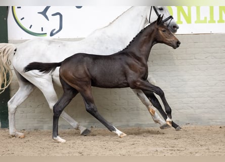 KWPN, Stallion, Foal (06/2026), Smoky-Black