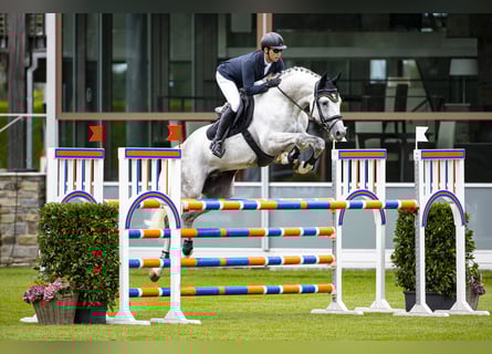 KWPN, Stallion, 10 years, 16,2 hh, Grey