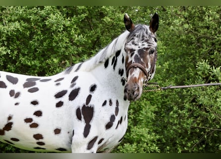 KWPN, Stallion, 4 years, 16.1 hh, Leopard-Piebald