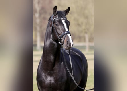 KWPN, Stallion, 13 years, 16.2 hh, Smoky-Black