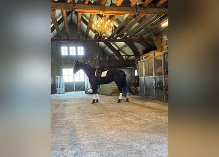 KWPN, Stallone, 11 Anni, 176 cm, Baio scuro