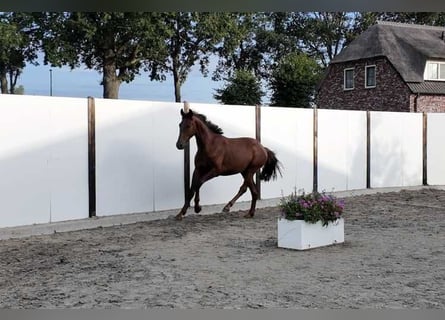 KWPN, Stallone, 2 Anni, 159 cm, Sauro scuro