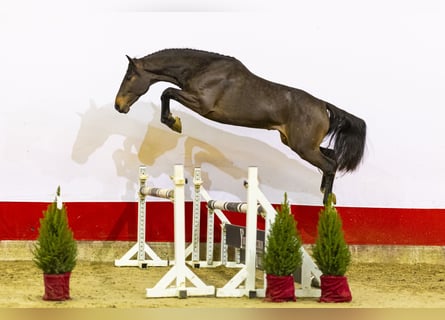 KWPN, Stallone, 2 Anni, 161 cm, Baio scuro