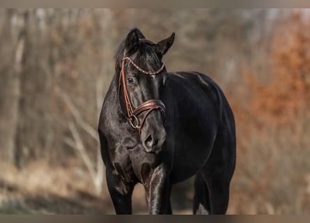 KWPN, Stallone, 2 Anni, 163 cm, Morello