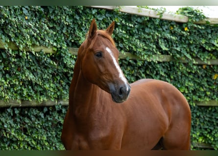 KWPN, Stallone, 2 Anni, 167 cm, Sauro