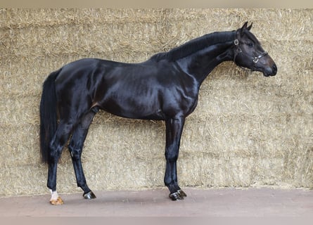 KWPN, Stallone, 2 Anni, 168 cm, Baio nero