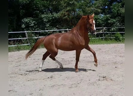 KWPN, Stallone, 2 Anni, 168 cm, Sauro