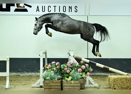 KWPN, Stallone, 2 Anni, 169 cm, Grigio pezzato