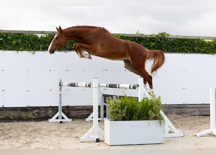 KWPN, Stallone, 2 Anni, 169 cm, Sauro