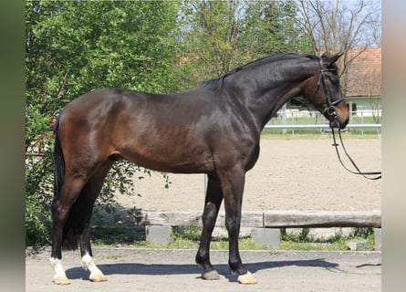 KWPN, Stallone, 2 Anni, 170 cm, Baio scuro