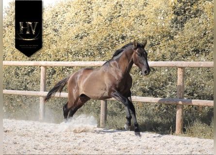 KWPN, Stallone, 2 Anni, Grullo