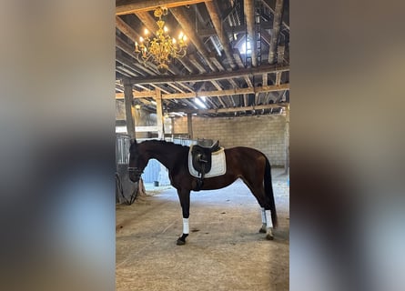 KWPN, Stallone, 3 Anni, 162 cm