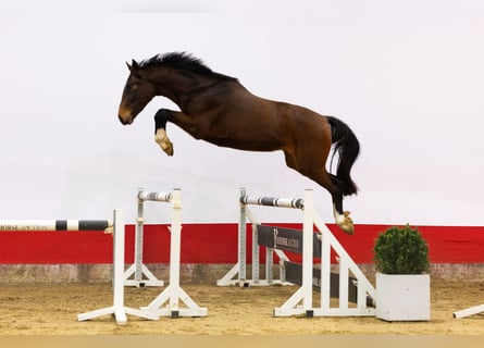KWPN, Stallone, 3 Anni, 162 cm