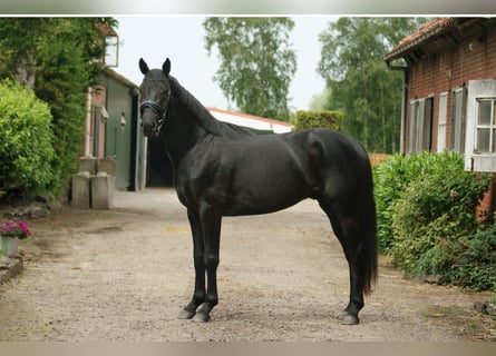 KWPN, Stallone, 3 Anni, 163 cm, Morello