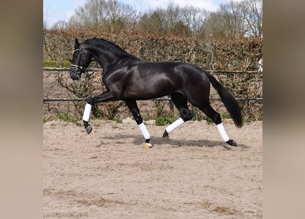 KWPN, Stallone, 3 Anni, 163 cm, Morello