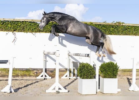 KWPN, Stallone, 3 Anni, 164 cm