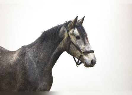 KWPN, Stallone, 3 Anni, 166 cm, Grigio