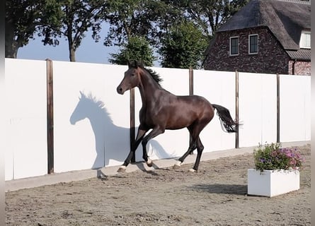KWPN, Stallone, 3 Anni, 167 cm, Baio scuro