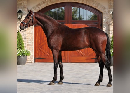 KWPN, Stallone, 3 Anni, 168 cm, Baio