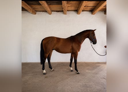 KWPN, Stallone, 3 Anni, 168 cm, Baio ciliegia