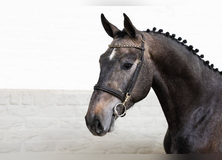 KWPN, Stallone, 3 Anni, 168 cm