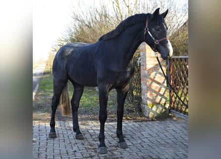 KWPN, Stallone, 3 Anni, 168 cm, Grigio