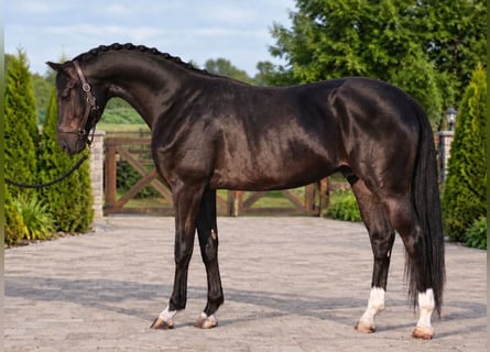 KWPN, Stallone, 3 Anni, 169 cm, Morello