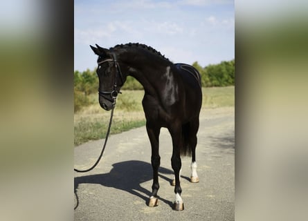 KWPN, Stallone, 3 Anni, 169 cm, Morello