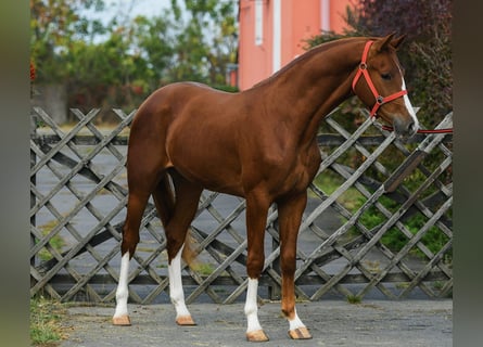 KWPN, Stallone, 3 Anni, 169 cm, Sauro