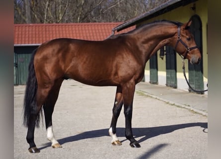 KWPN, Stallone, 3 Anni, 170 cm, Baio