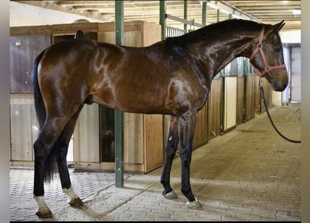 KWPN, Stallone, 3 Anni, 170 cm, Baio