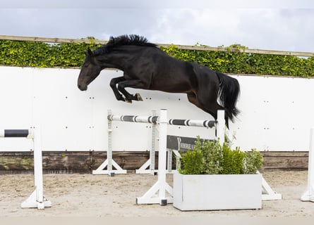 KWPN, Stallone, 3 Anni, 170 cm, Baio scuro
