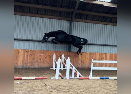 KWPN, Stallone, 3 Anni, 170 cm, Grigio ferro