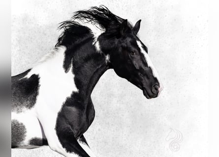 KWPN, Stallone, 3 Anni, 170 cm, Pezzato