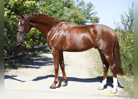 KWPN, Stallone, 3 Anni, 170 cm, Sauro scuro