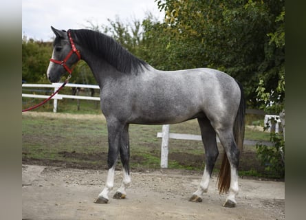 KWPN, Stallone, 3 Anni, 172 cm