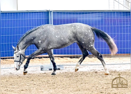 KWPN, Stallone, 3 Anni, 172 cm, Grigio