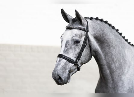 KWPN, Stallone, 4 Anni, 163 cm